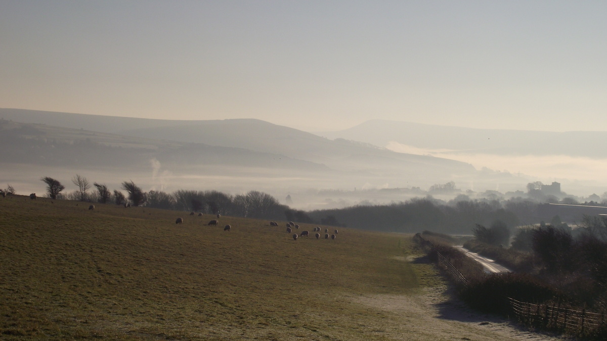 Misty view with sheep